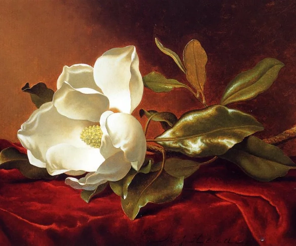 A Magnolia On Red Velvet