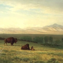 Buffalo on the Plains, c.1890