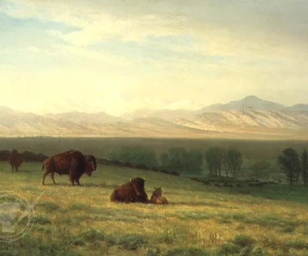 Buffalo on the Plains, c.1890