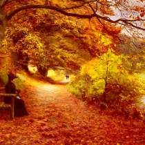 A Wooded Path In Autumn