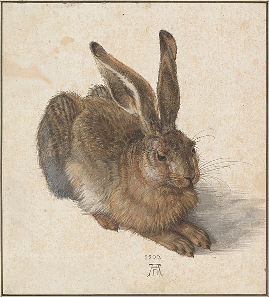 Young Hare (1502) by Albrecht Dürer