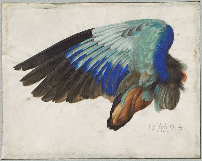 Left Wing of a Blue Roller, Albrecht Durer
