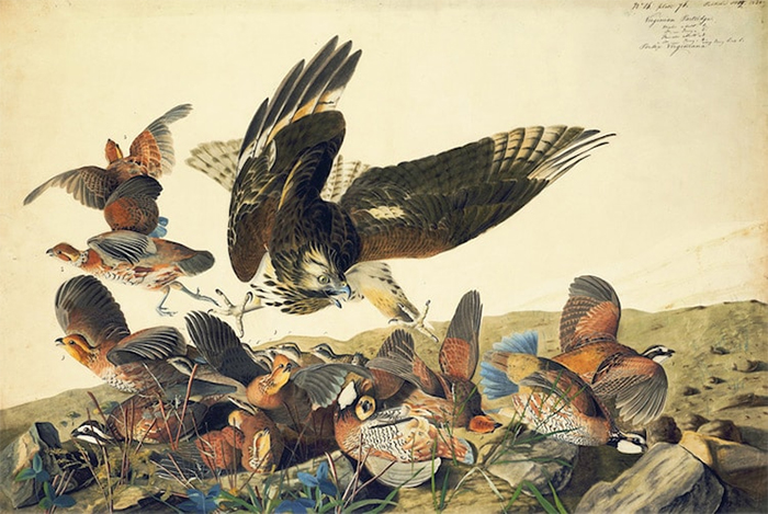 Northern Bobwhite and Red-shouldered Hawk watercolor study, John James Audubon