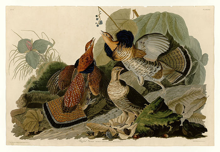 The Birds of America, John James Audubon