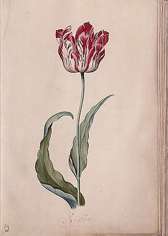 Tulip from Her Tulip Book, Judith Leyster